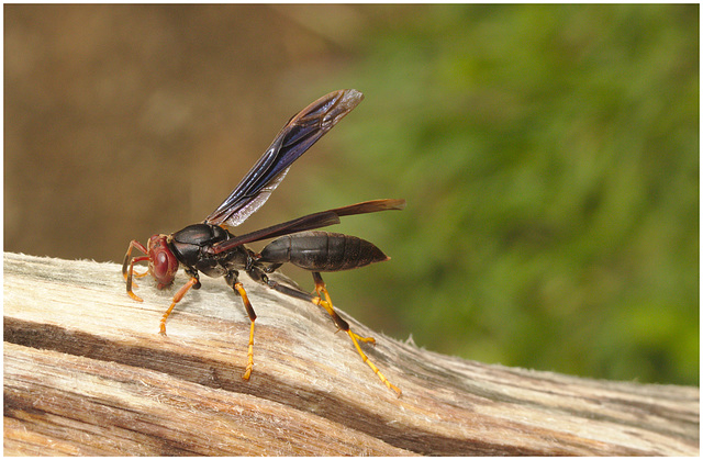 Wasp IMG_2145