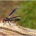 Wasp IMG_2145