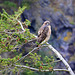 Red-tailed Hawk