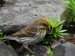 Yellow Purple Finch