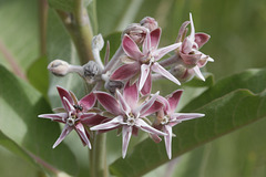 Showy Milkweed