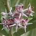 Showy Milkweed