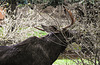 20190907 5995CPw [D~HRO] Elch (Alces alces), Zoo, Rostock