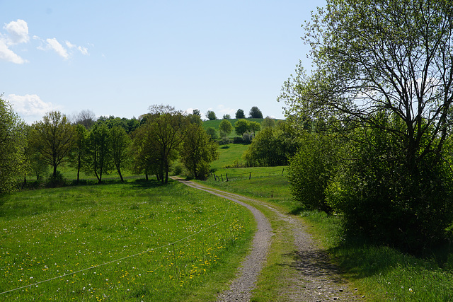 Weg in der Maisonne III