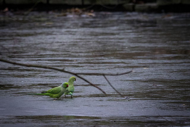 Eisvögel