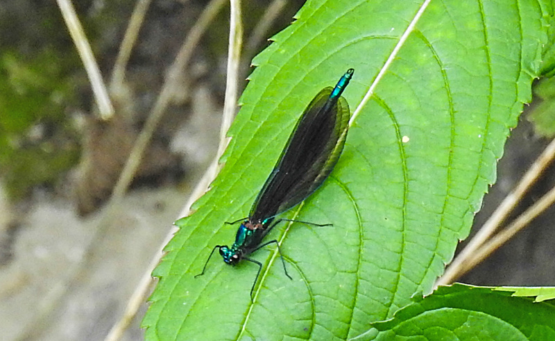20210609 0741CPw [D~LIP] Blauflügel Prachtlibelle, UWZ, Bad Salzuflen