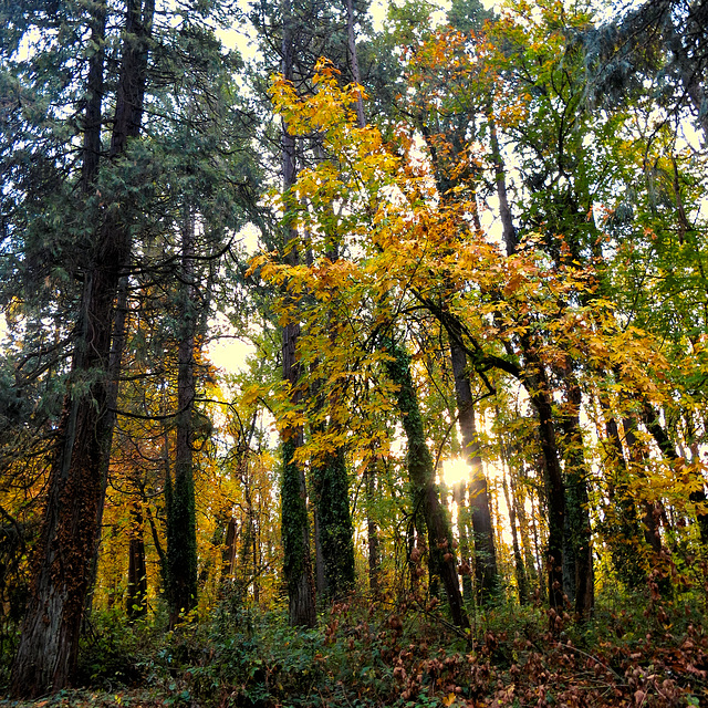 An autumn sunrise through the trees