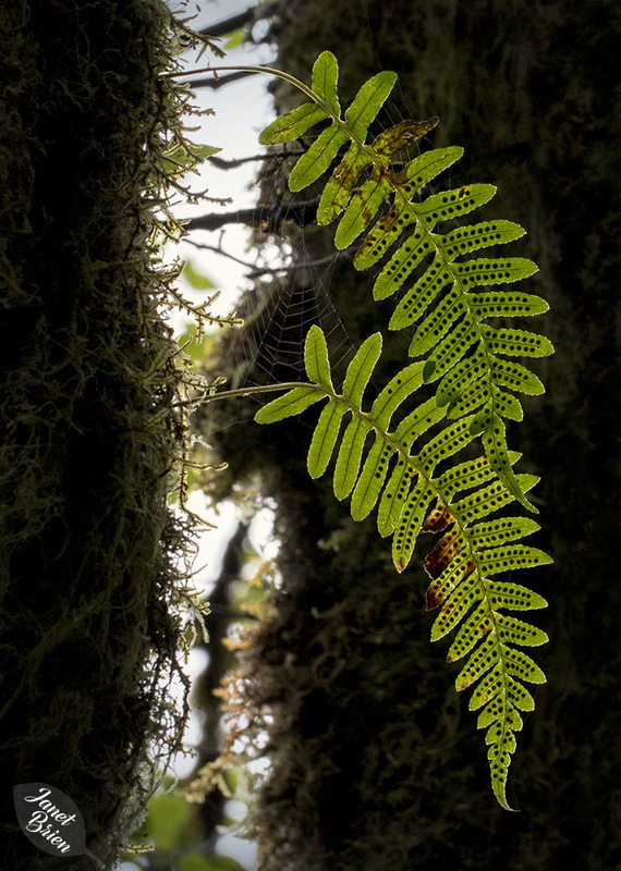 ferns2