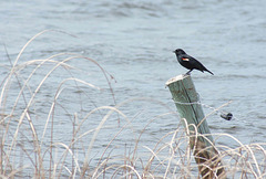 red winged blackbird on post