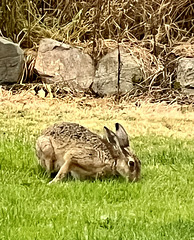 Now we know what's eating the dandelions!