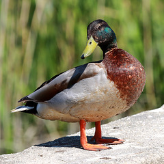 EOS 90D Peter Harriman 12 44 38 06455 daffy dpp