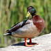 EOS 90D Peter Harriman 12 44 38 06455 daffy dpp
