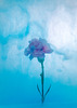 Flowers In Water