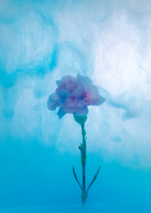 Flowers In Water