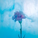 Flowers In Water
