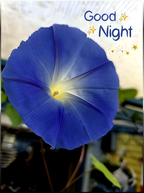 bright blossom ✨️