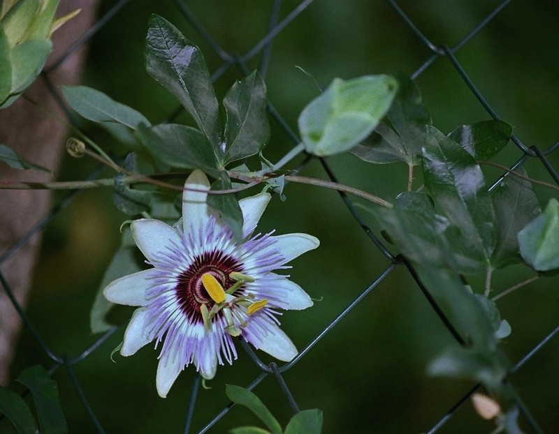 Passiflora caerulea