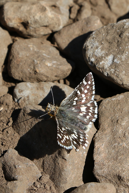 Two-banded Checkered Skipper