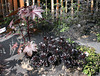 Ricin et Aeonium