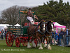 Working and Heavy Horse Show