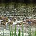 Partially camouflaging yourself with duckweed in a pond full of duckweed, is a good ruse!