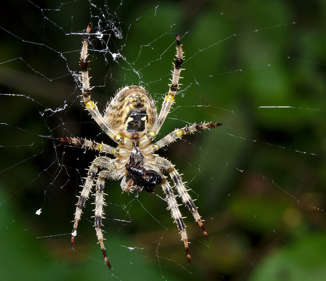 Spider IMG_7763