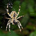 Spider IMG_7763