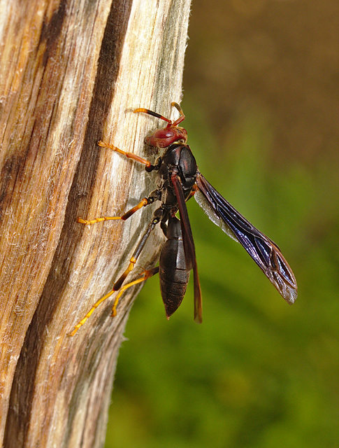 Wasp IMG_2148