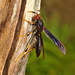 Wasp IMG_2148