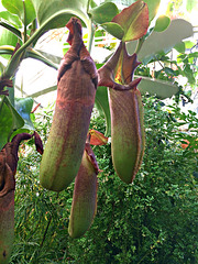 Pitcher Plant