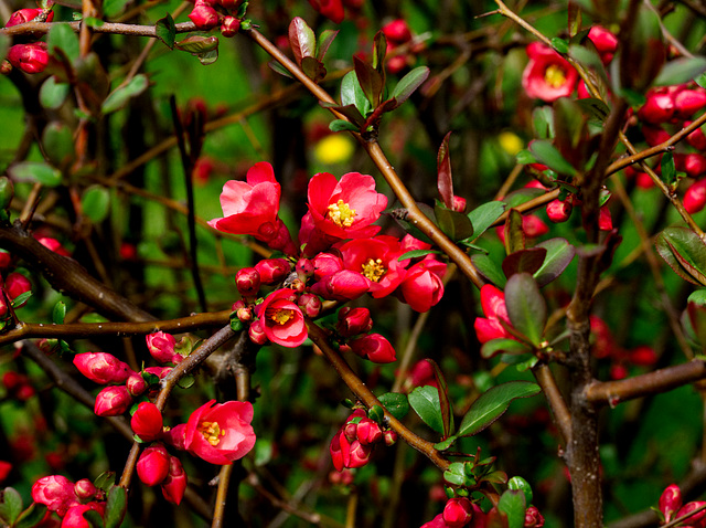 Flowering Quince