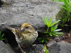 Yellow Purple Finch