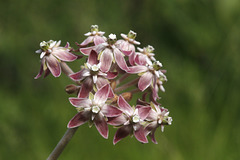 Showy Milkweed