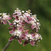 Showy Milkweed