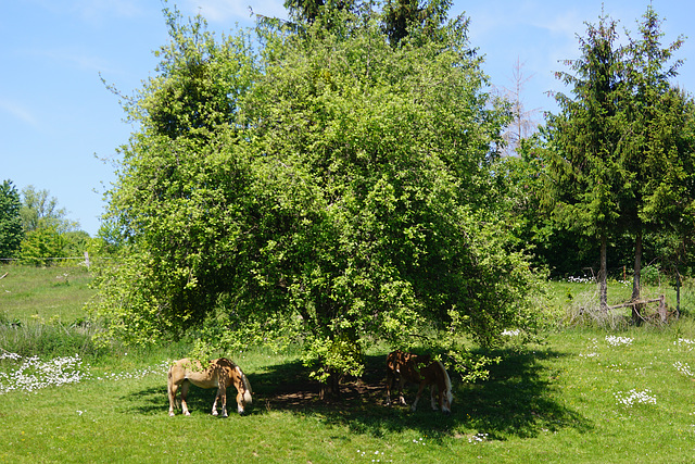 Hafflinger unterm Apfelbaum