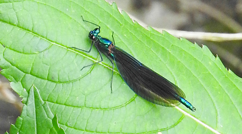 20210609 0743CPw [D~LIP] Blauflügel Prachtlibelle, UWZ, Bad Salzuflen