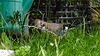 20210705 1283CPw [D~LIP] Eichelhäher (Garrulus glandarius), Bad Salzuflen