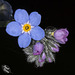 Forget-Me-Not Bouquet at Honeyman State Park! (+5 insets)