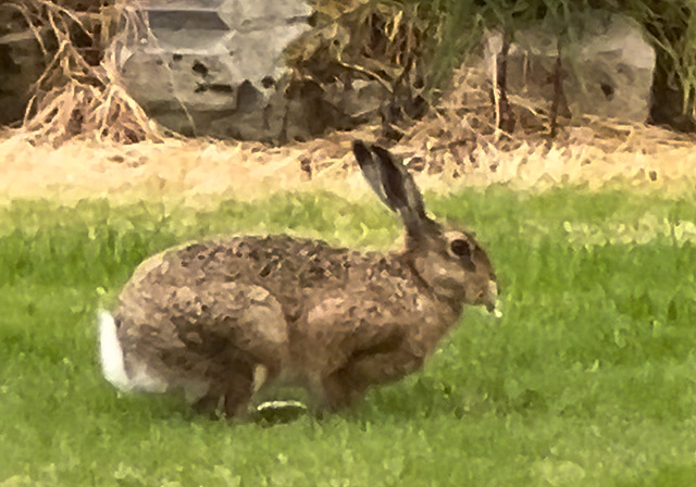 Now we know what's eating the dandelions!