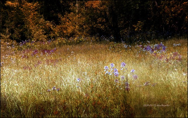 A Hot Summer's Meadow