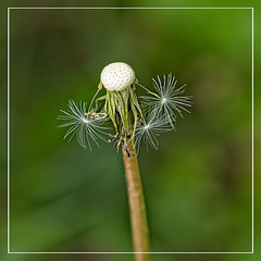 Dandelion Seed Head
