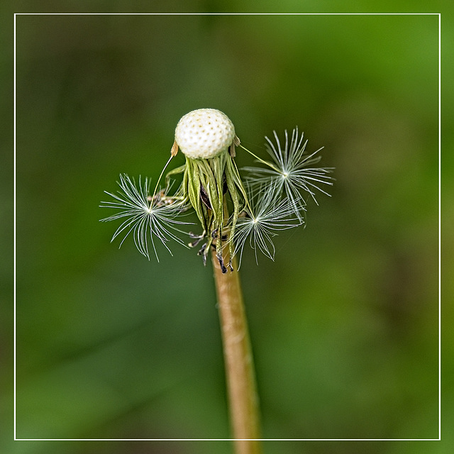 Dandelion Seed Head Dandelion Seed Head