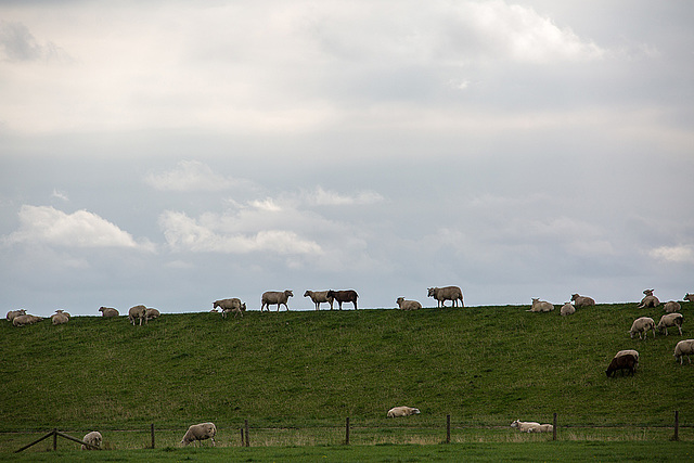 20140907 4774VRAw [NL] Schafe, Deich, Terschelling