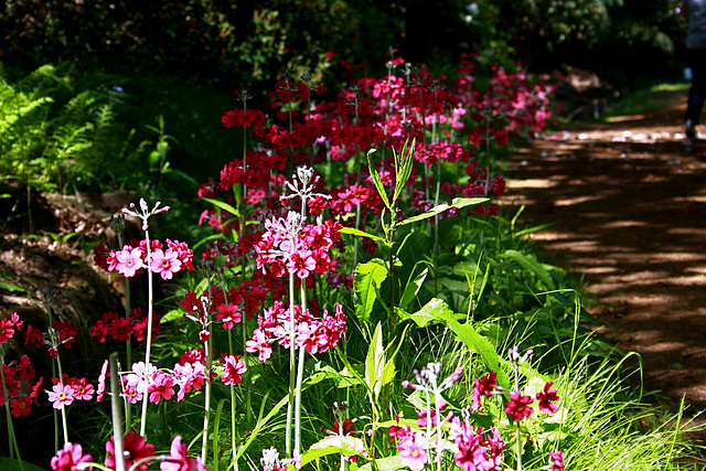 Bowood Rhododendron Gardens