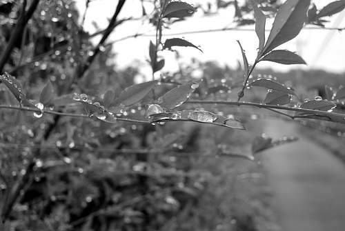 Rain on plants