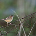 Cisticola juncidis, Fuinha-dos-juncos