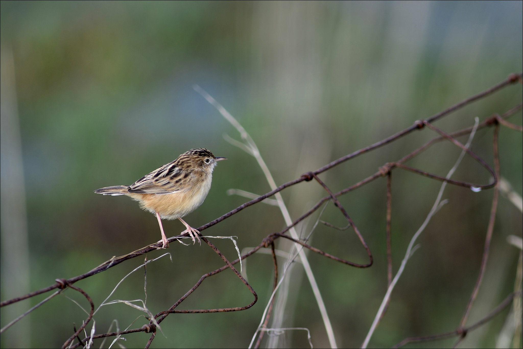 Cisticola juncidis, Fuinha-dos-juncos