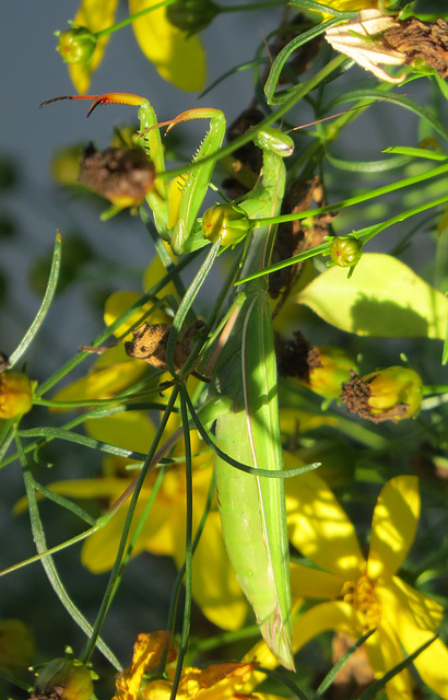 Hiding in our coreopsis, this praying mantis blends in well.