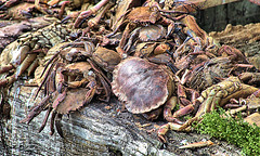 Sinking Pile Of Dead Crabs!!