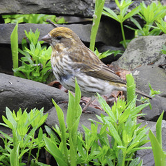 Yellow Purple Finch